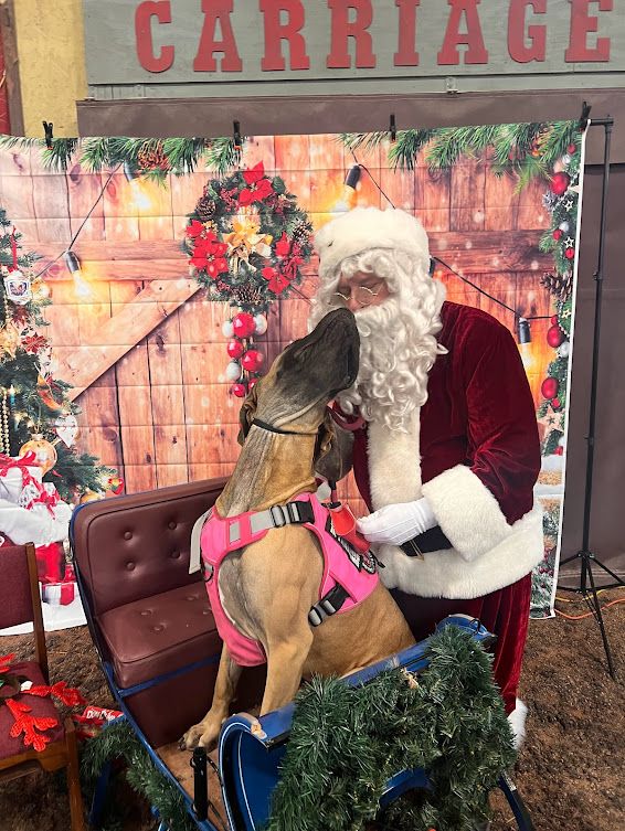 Santa Paws