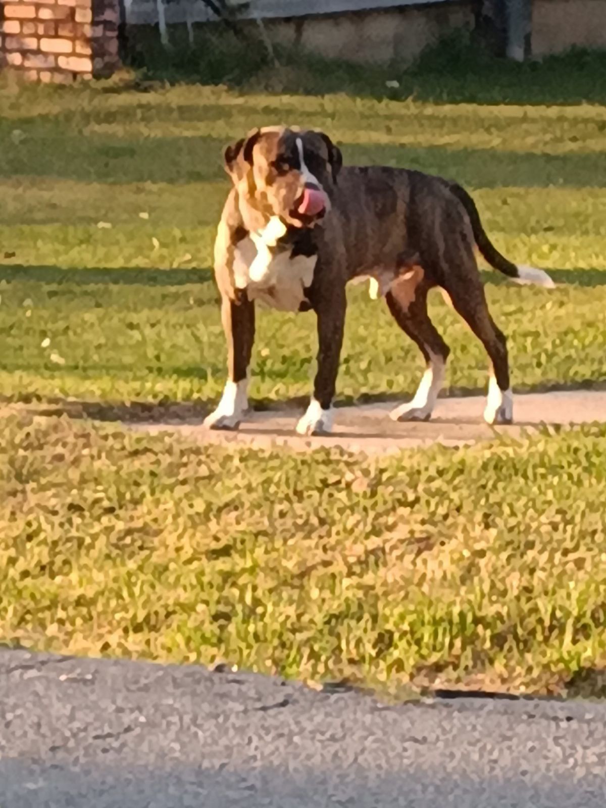 Lost Dog in North Little Rock