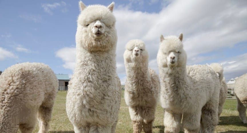 ?Mindful Alpacas & Witches' High-tea (Equinox celebration).