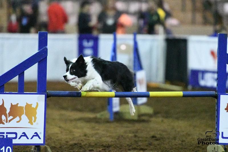 USDAA Agility Trial!