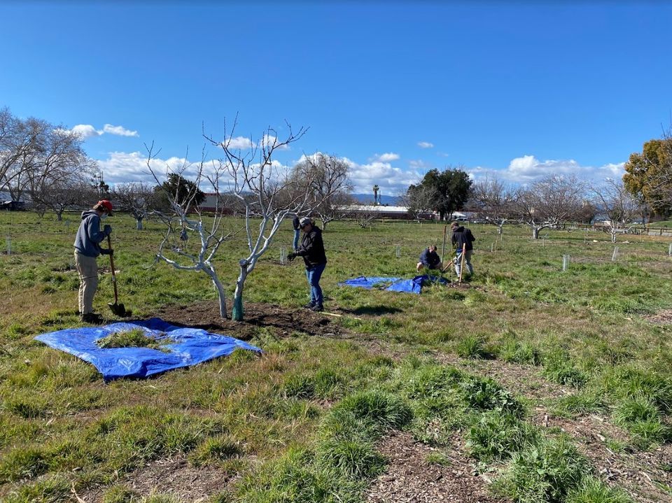 Volunteer in the Historic Orchard - First Saturdays