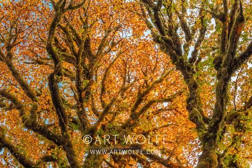 Fall Color Olympic Peninsula Workshop - Early Bird Special