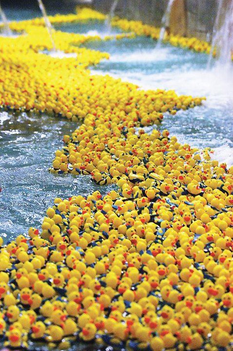 The Great Duck Race at Hesperia Days! Buy your Duck Race Ticket online!