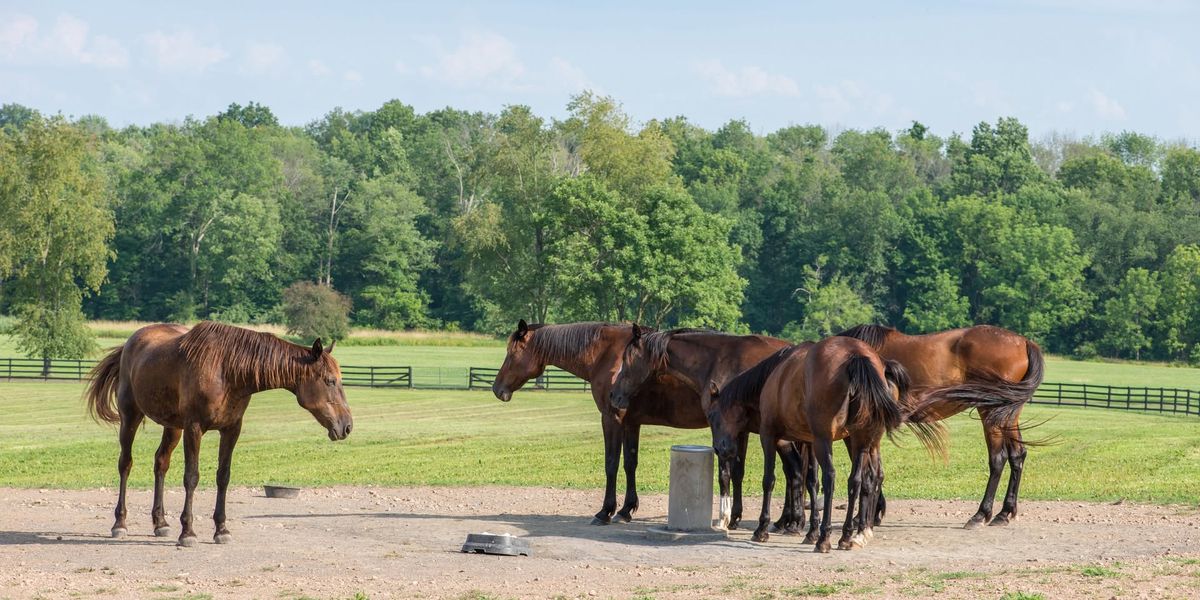 Private Access: Working Horse Farms Photography Class