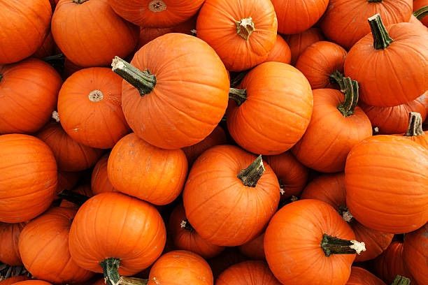 Sutter County Sheriffs Posse Annual Pumpkin Giveaway 