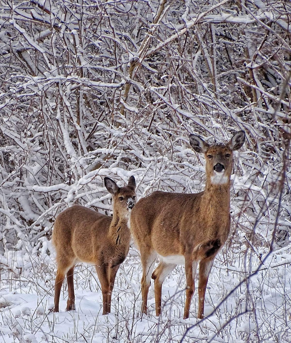 CraneOutdoors: Winter Wildlife Walk