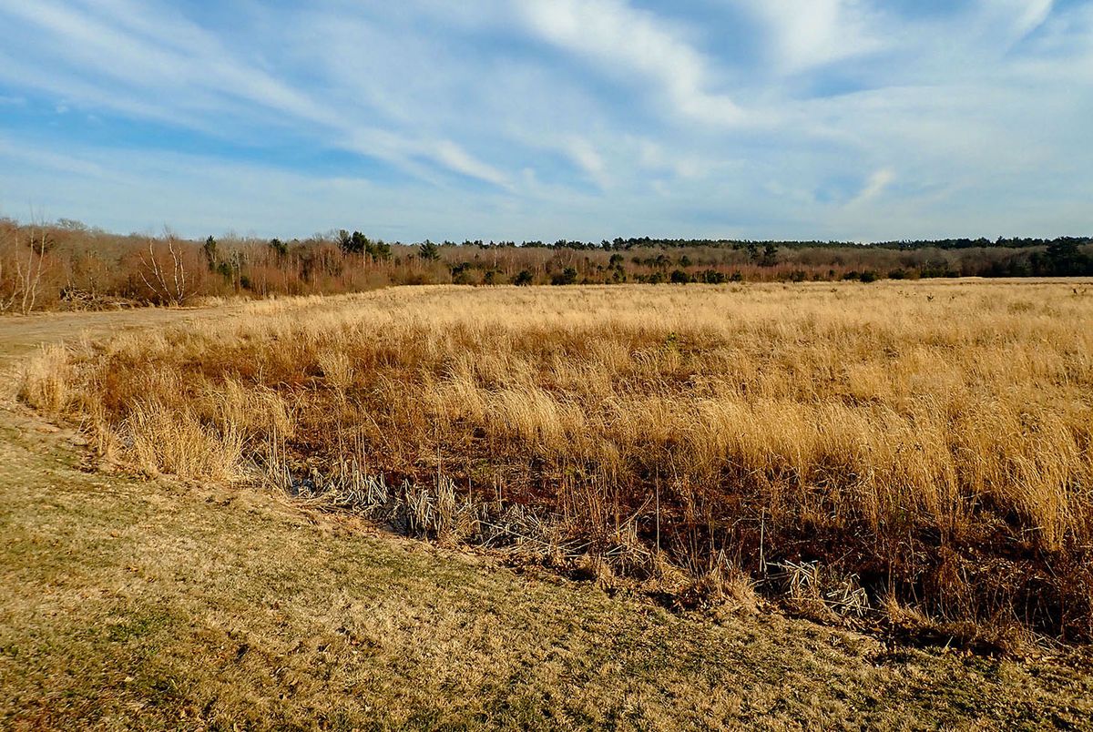 Flag Swamp Bog Work Party 