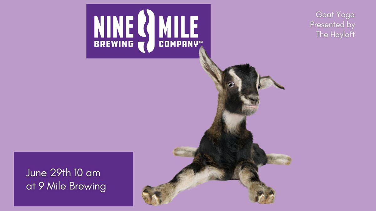 Goat Yoga at 9 Mile Brewing