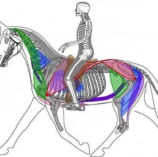 Stage saddle fitting et bit fitting