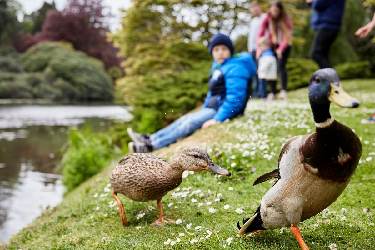 Easter Trail at Sheffield Park and Garden