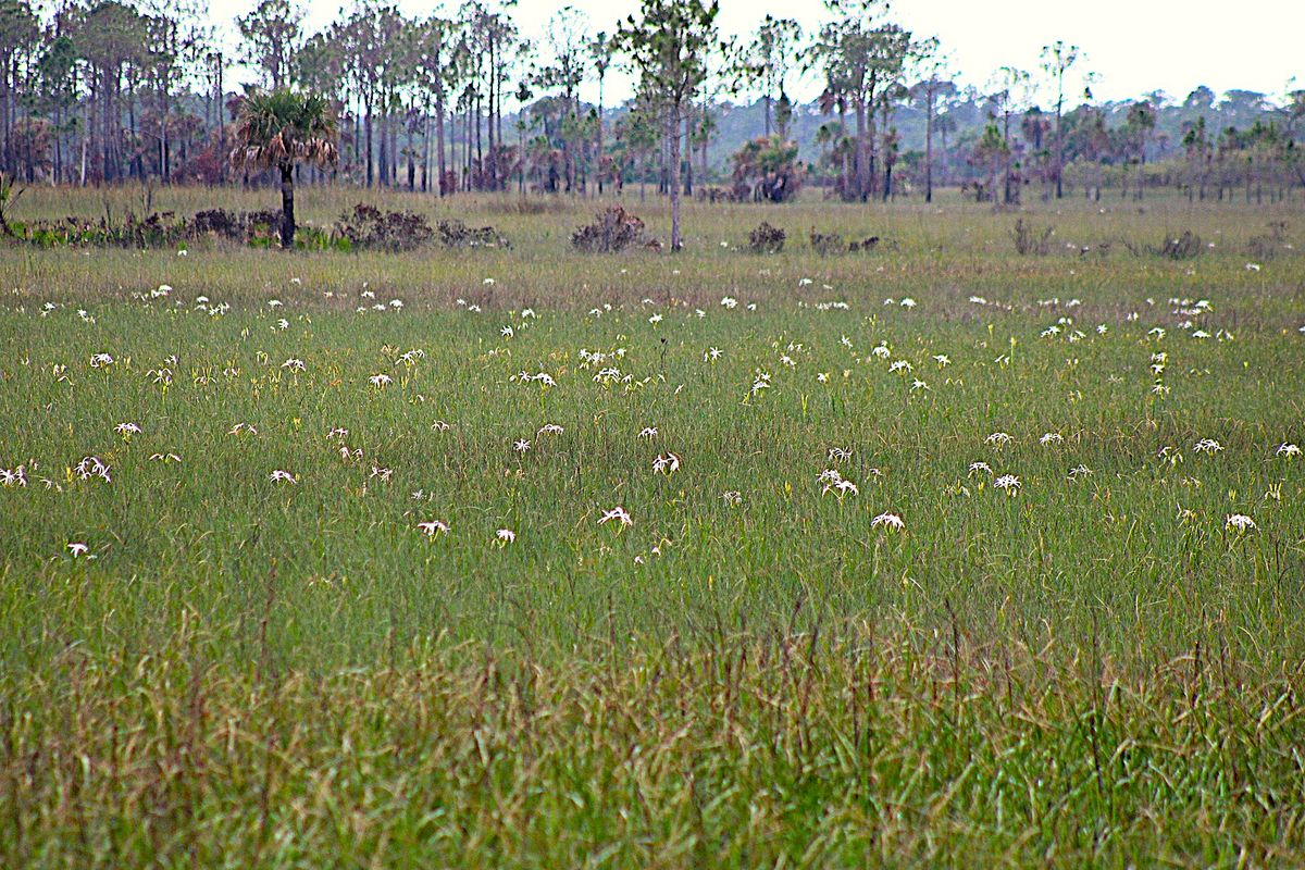 First Friday Guided Everglades Hike