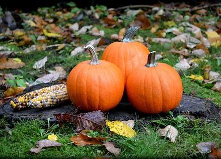 Family Fall Festival 