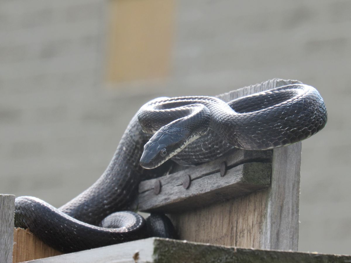 Critter Visit - Snakes