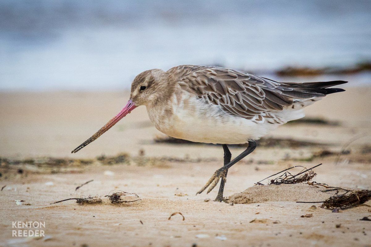 Welcoming the Godwits to Shoal Bay - Nau Mai Haere Mai ki Nga Kuaka