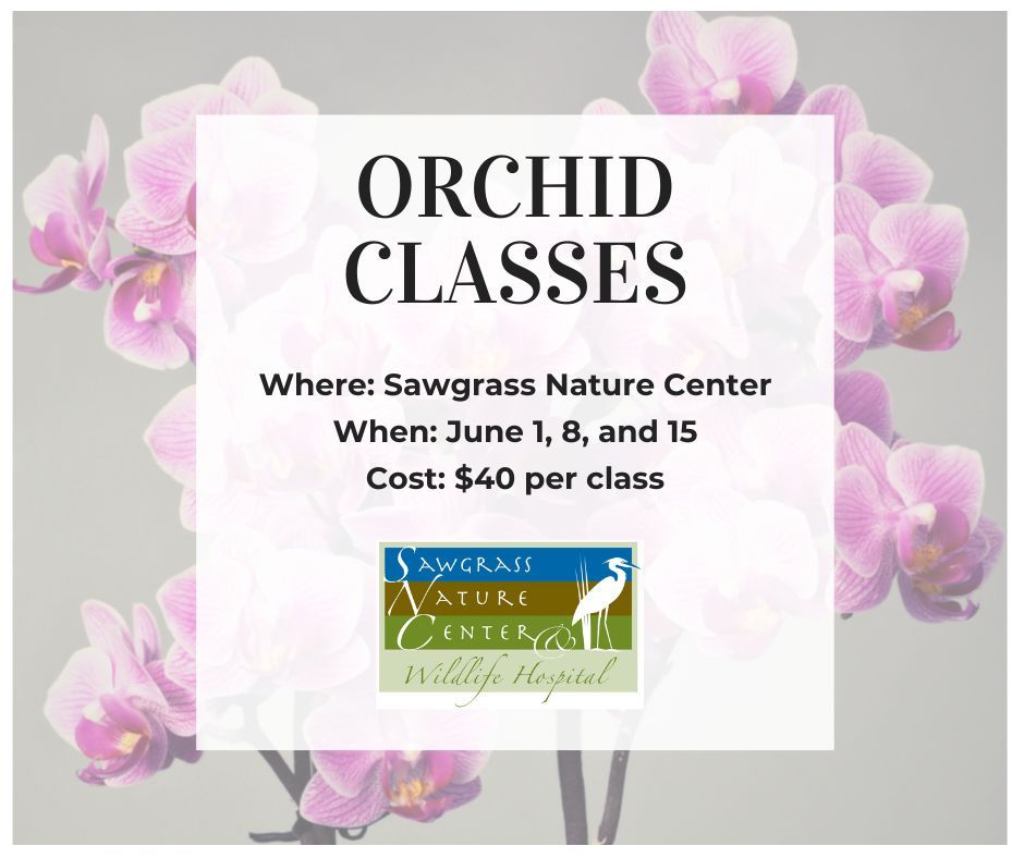 Orchid Classes