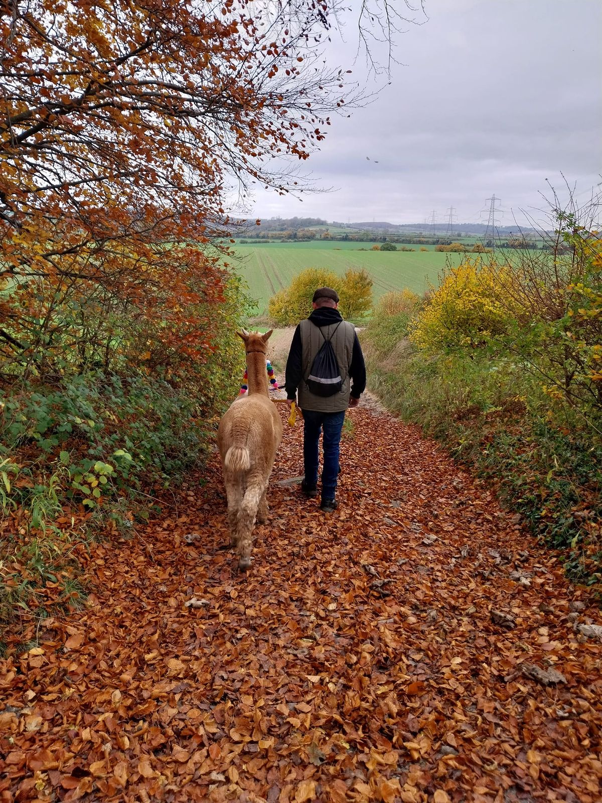 Weekly Wellbeing Walk with Alpacas