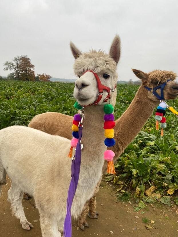 Weekly Wellbeing Walk with Alpacas