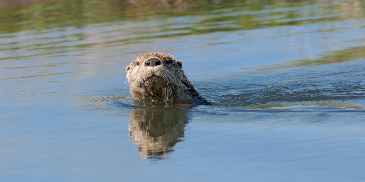 Weekend Wildlife - River Otter