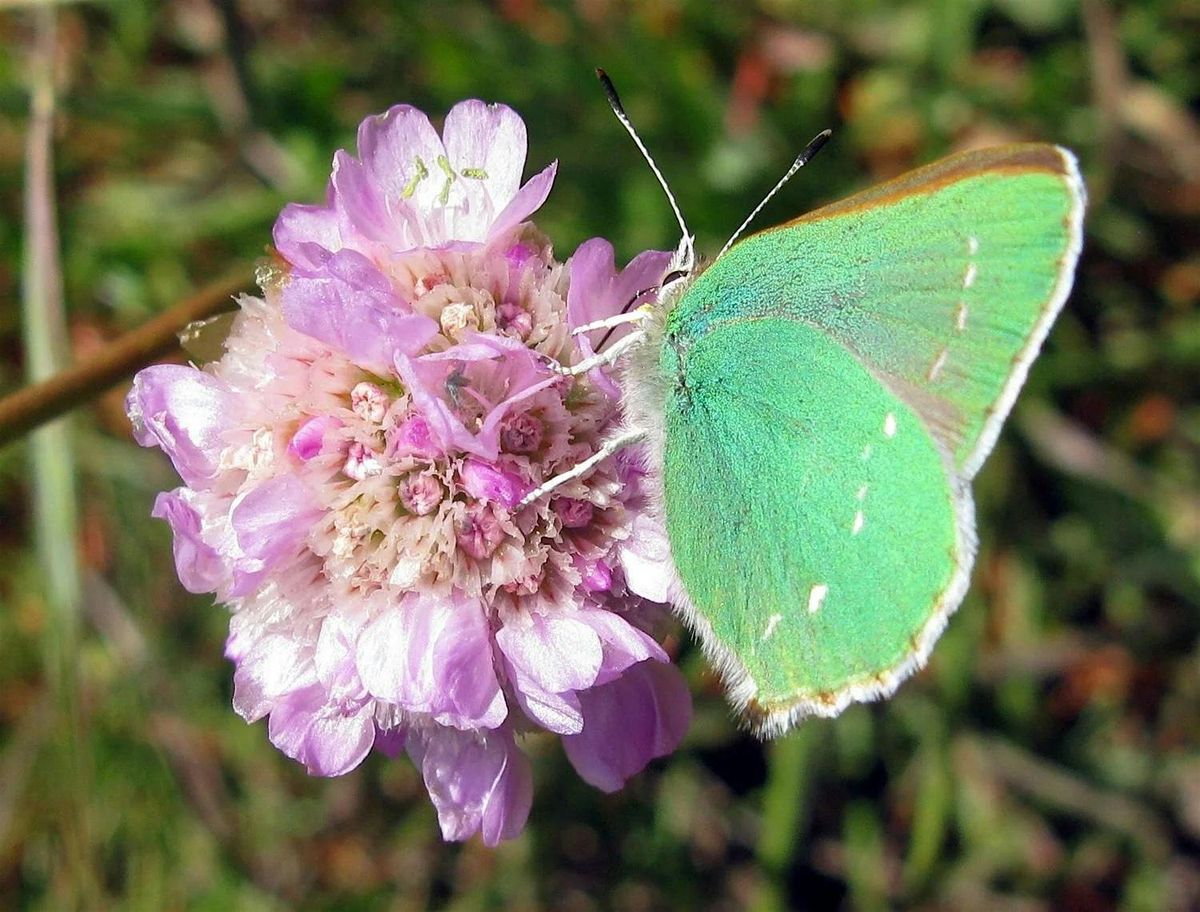 Native Bee Garden Tour: Green Hairstreak Corridor with Nature in the City