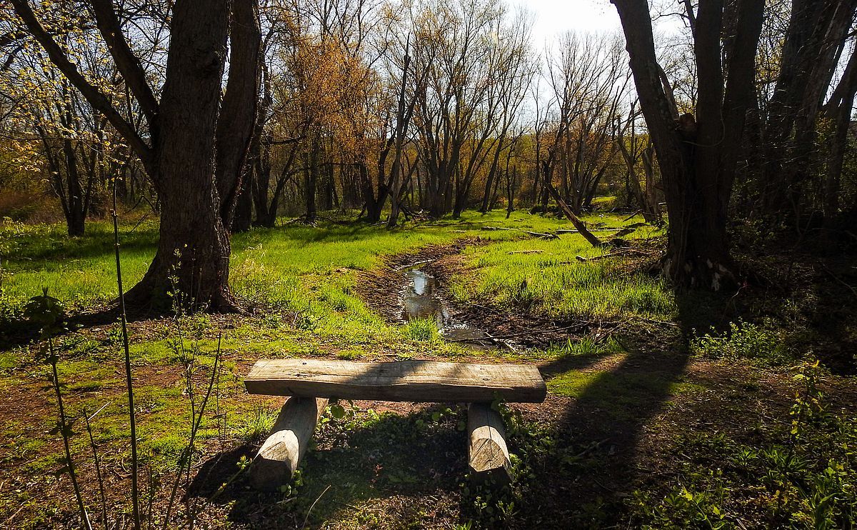 Parking Into the Woods - Victoria