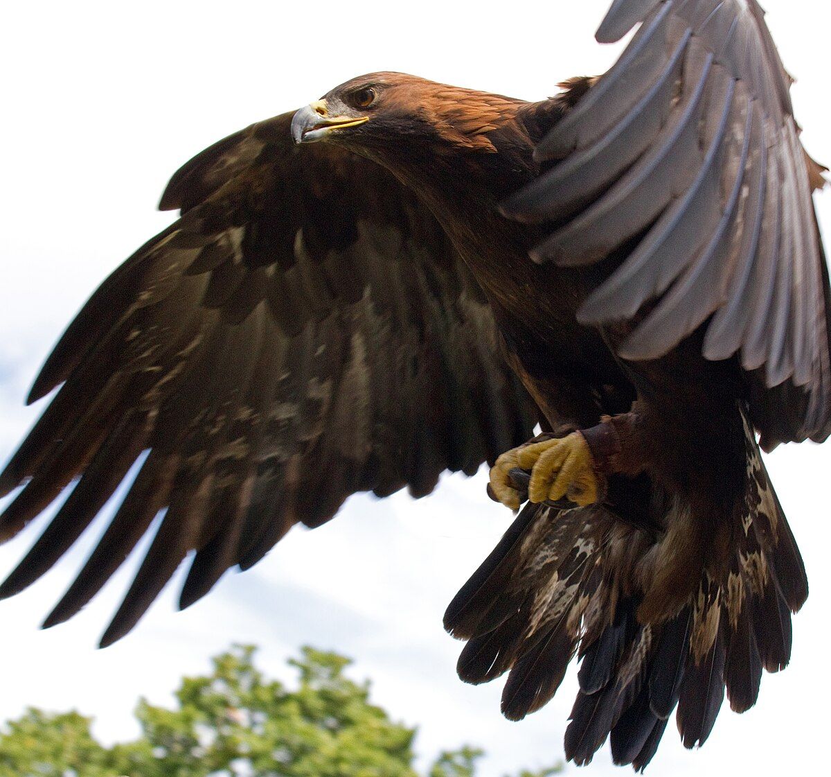 Fly Golden Eagle with Ferguson