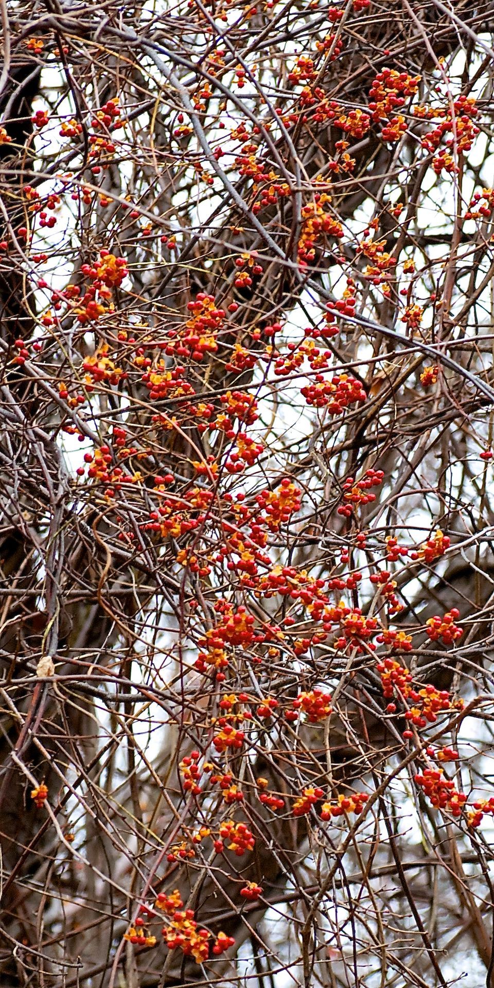 Wintertime Invasive Plant Identification