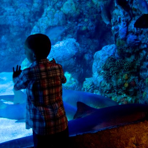 Downtown Aquarium Houston