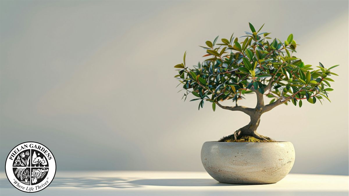 Intro to Bonsai: Olive Tree