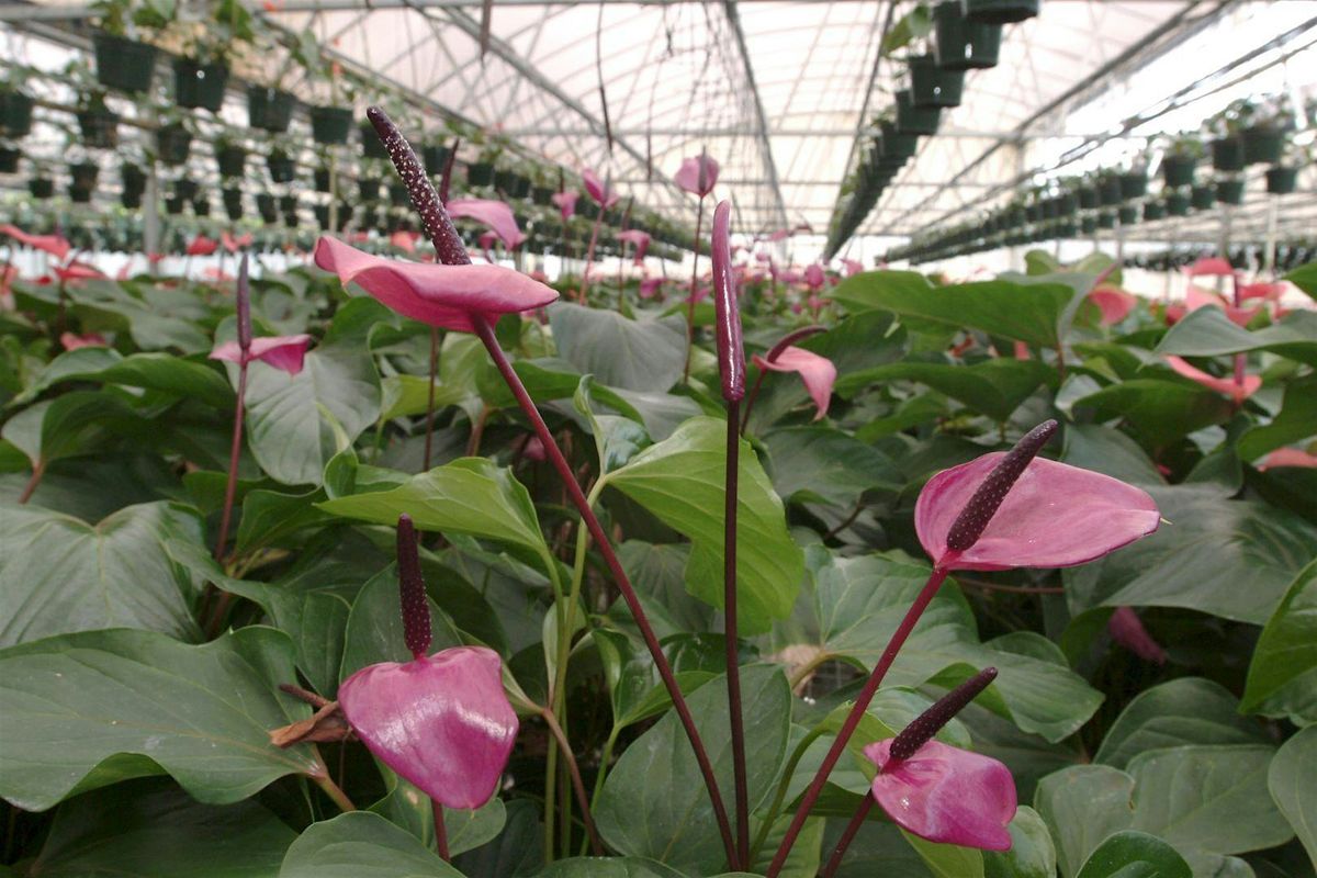 3-9-2026  Houseplants & Basic Care