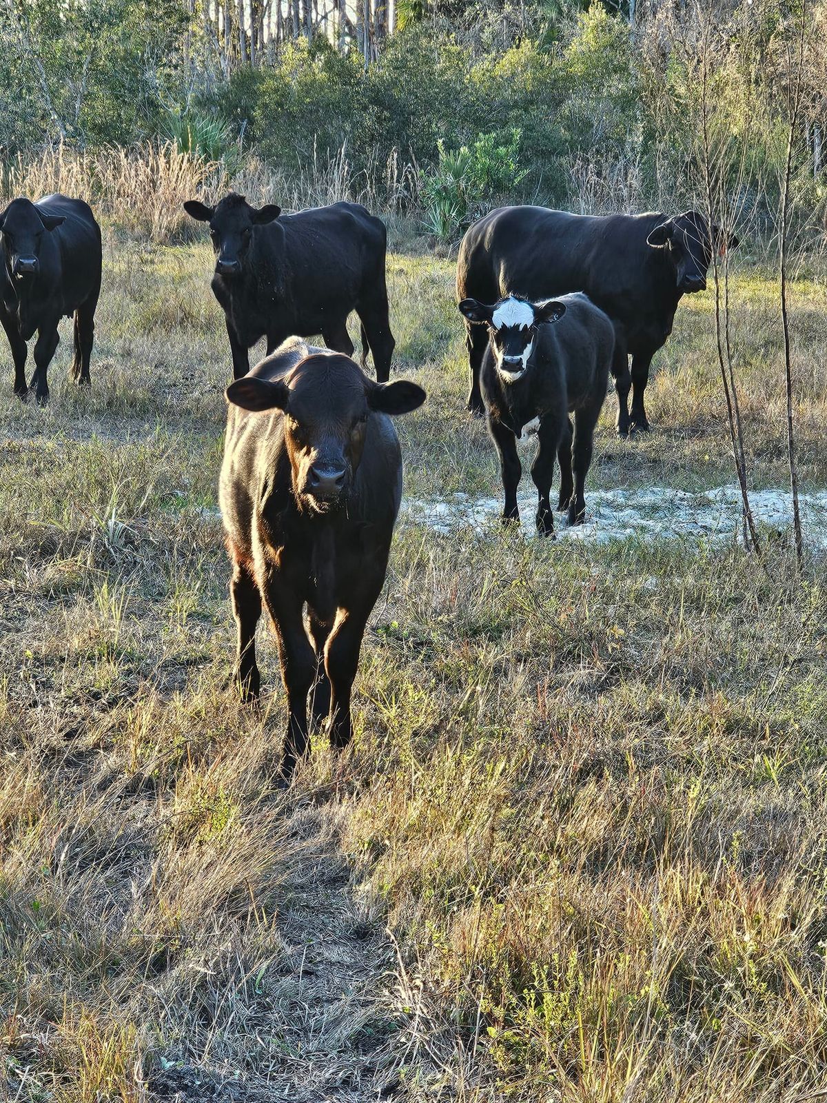 Cow Sorting