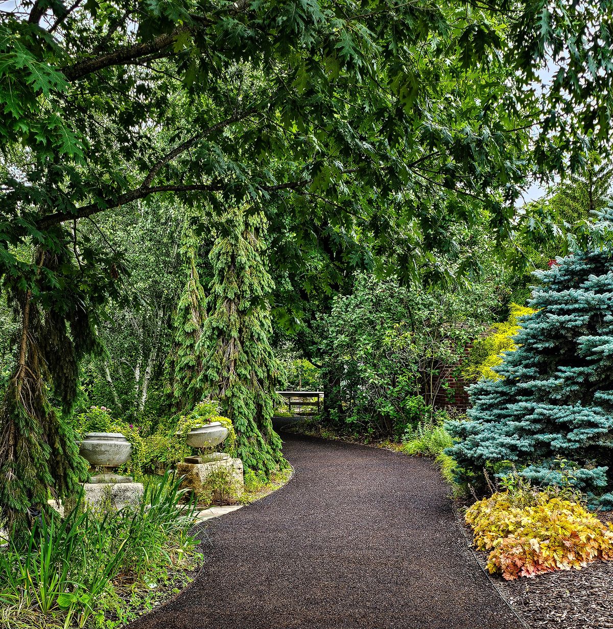 Forest Bathing Walk