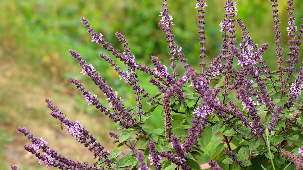 All About Native Plants 