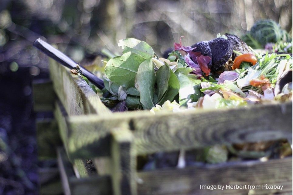 Everything You've Wanted to Know About Compost