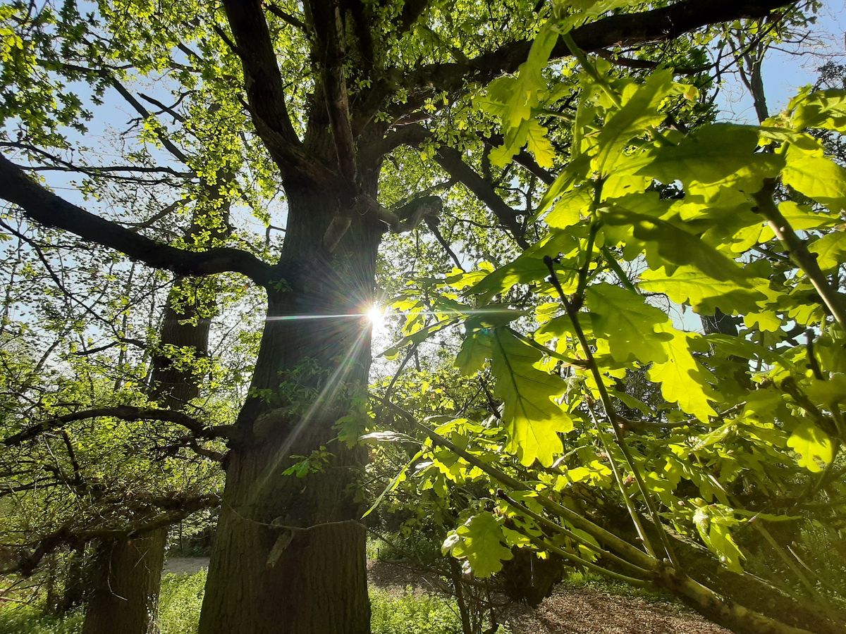 Woodland & Wildlife Walk 