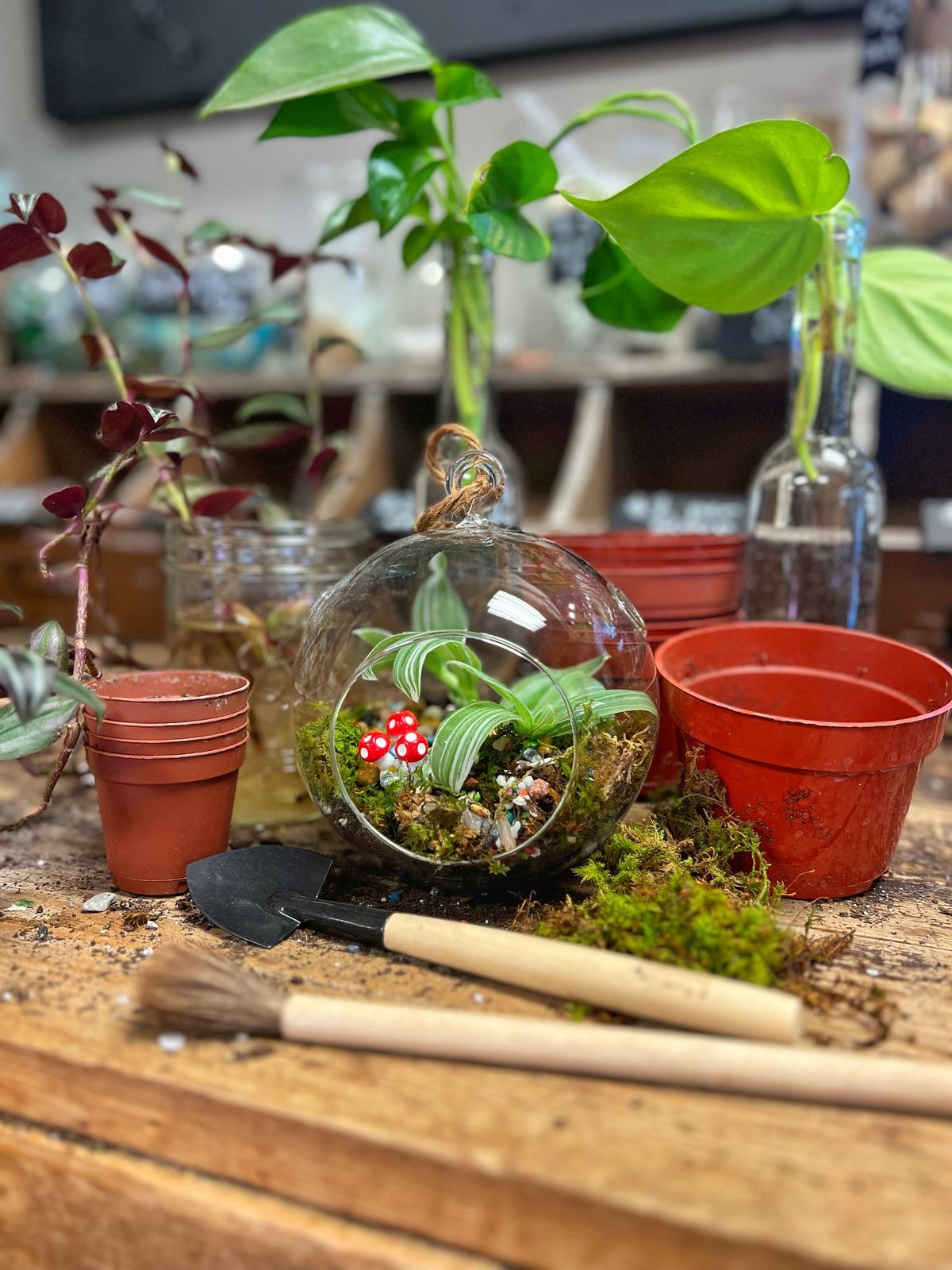 \ud83c\udf3f Terrariums & Cuttings Workshop \ud83c\udf3f