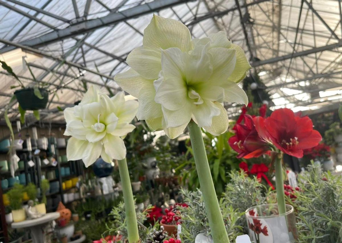 Holiday Amaryllis Workshop - Springfield 