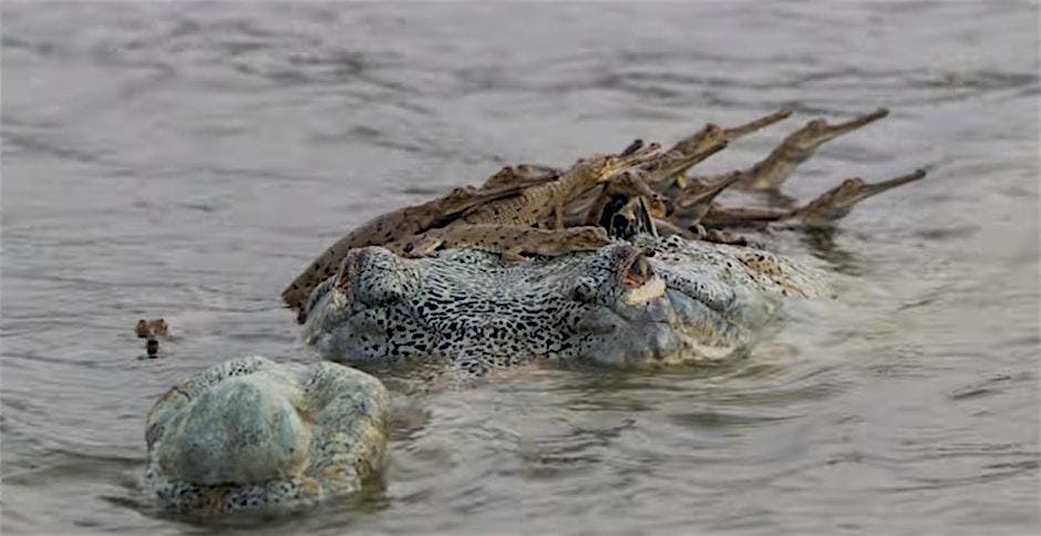 Winter CrocFest 2025