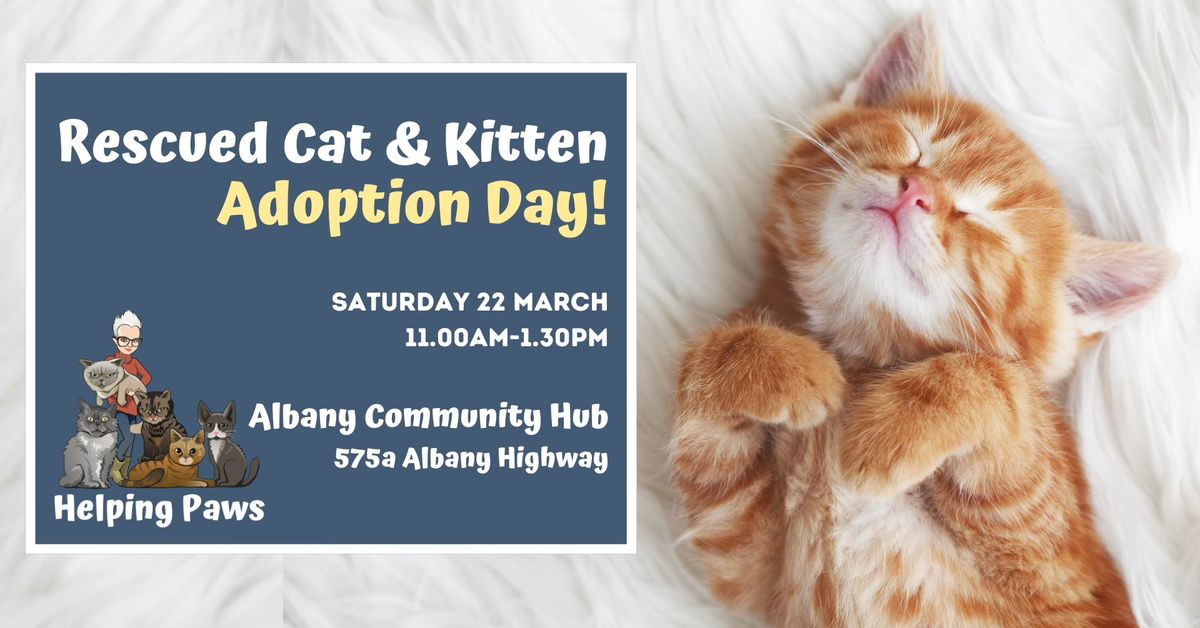 HUGE Rescued Cat & Kitten Adoption Day!