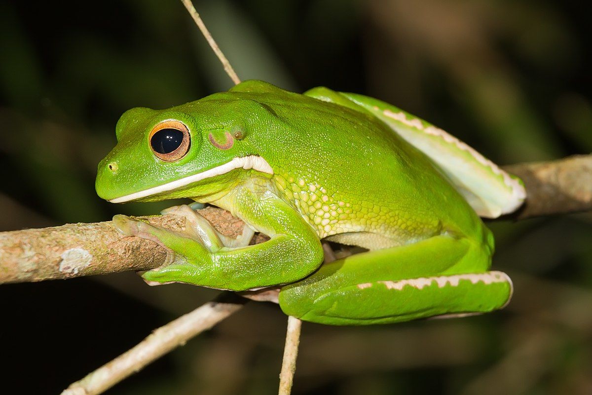 Treefrog