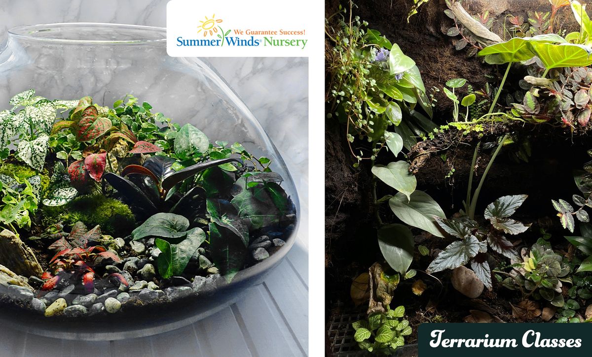 Explore the World of Terrariums (Phoenix - Tatum Blvd.)