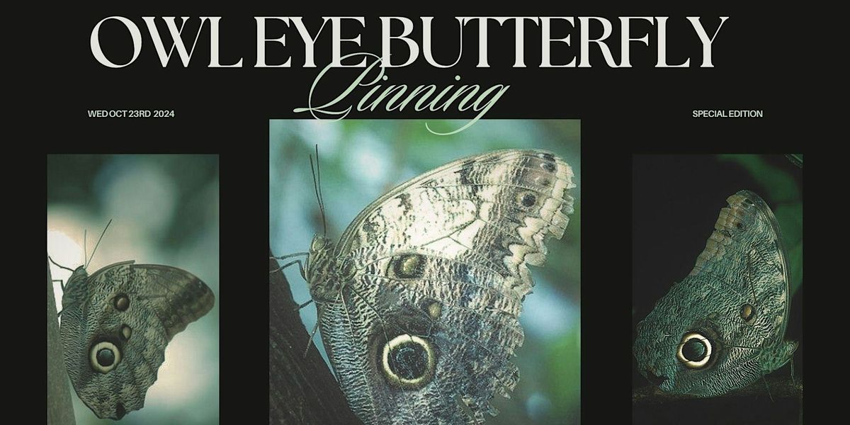 Special Edition: Owl Eye Butterfly Pinning Workshop