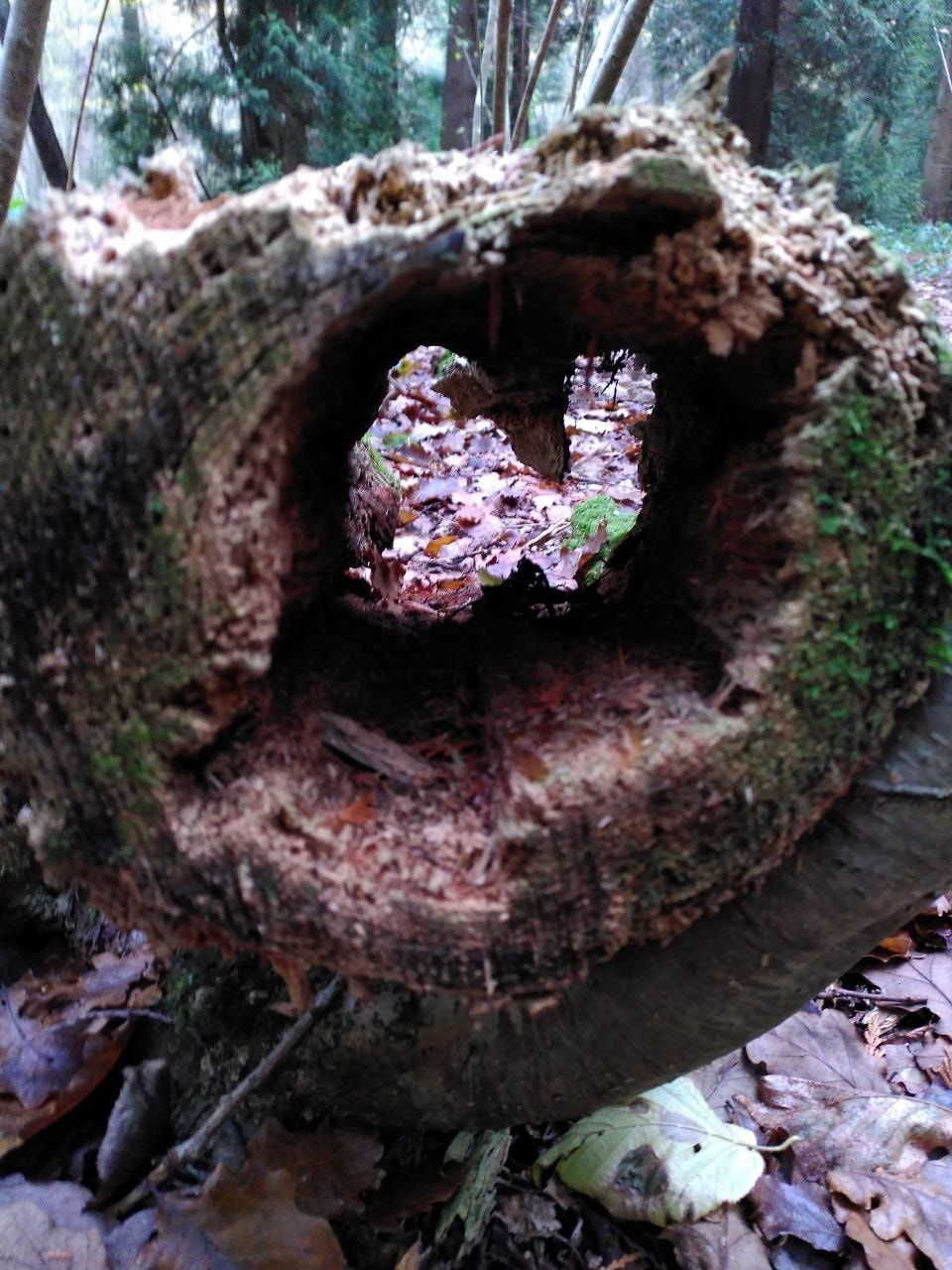 End of Year Winter Forest School Session 