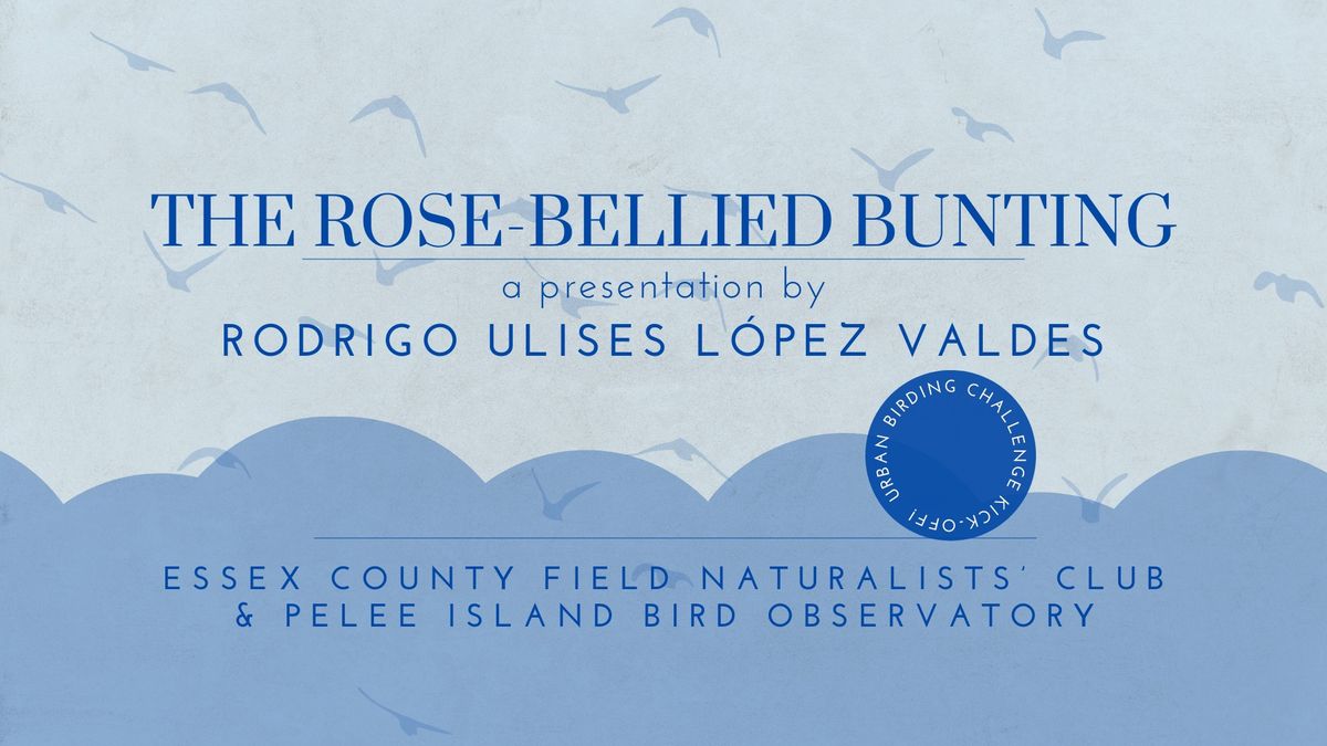 The Rose-Bellied Bunting with Rodrigo Ulises L\u00f3pez Valdes