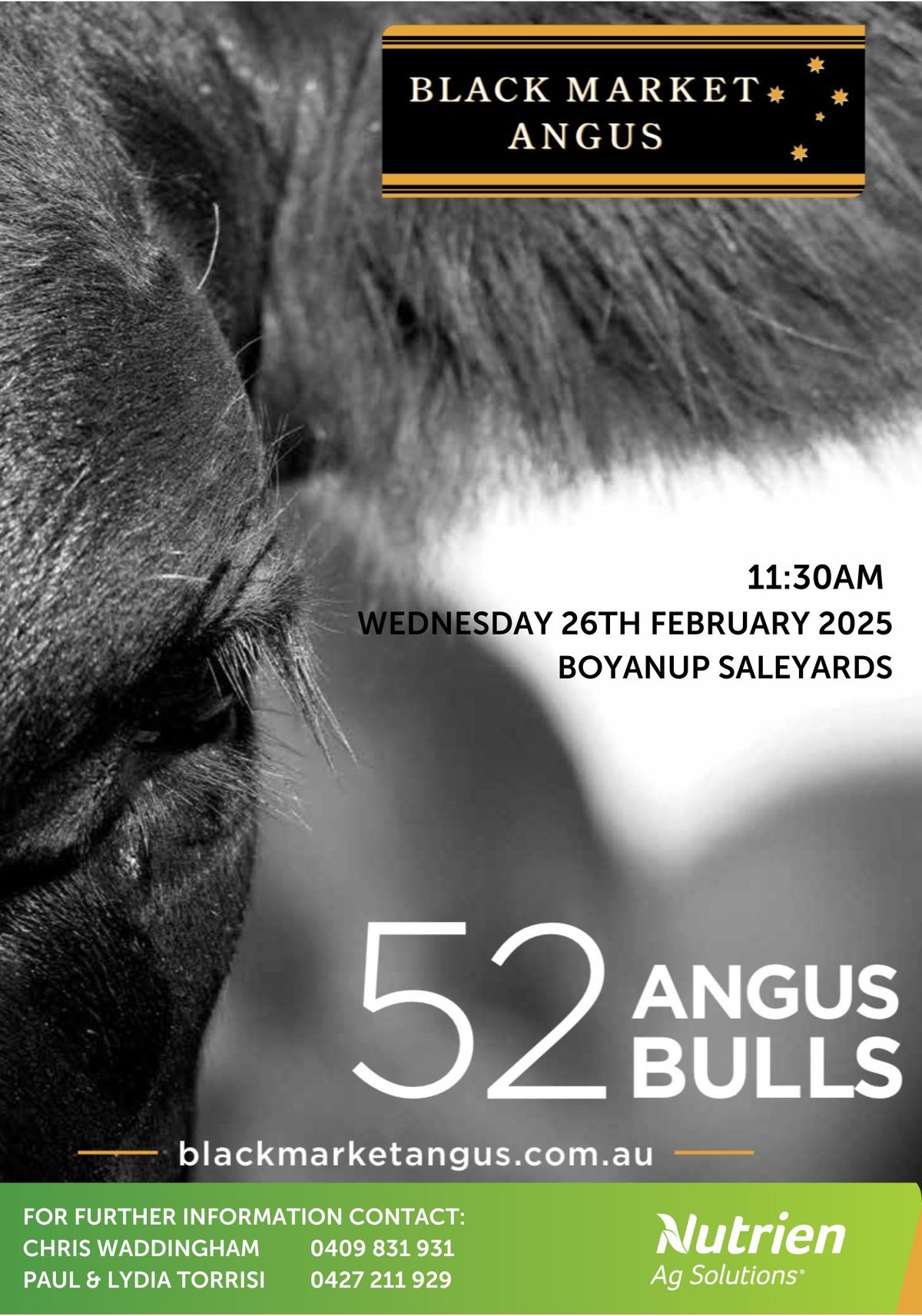 Black Market Angus Bull Sale