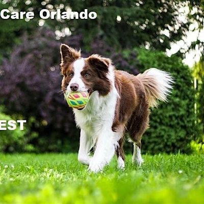 Universal Dog Care Orlando