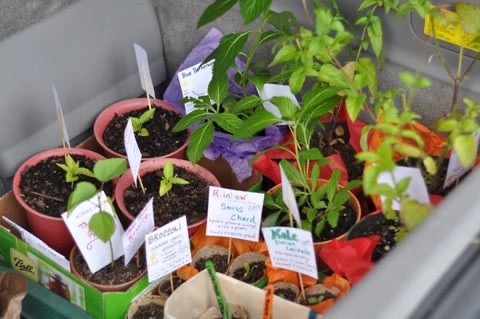 Plant & Seedling Swap