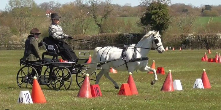 Martha Nicoll - Drive\/Review\/Drive  -  Dressage and Cones