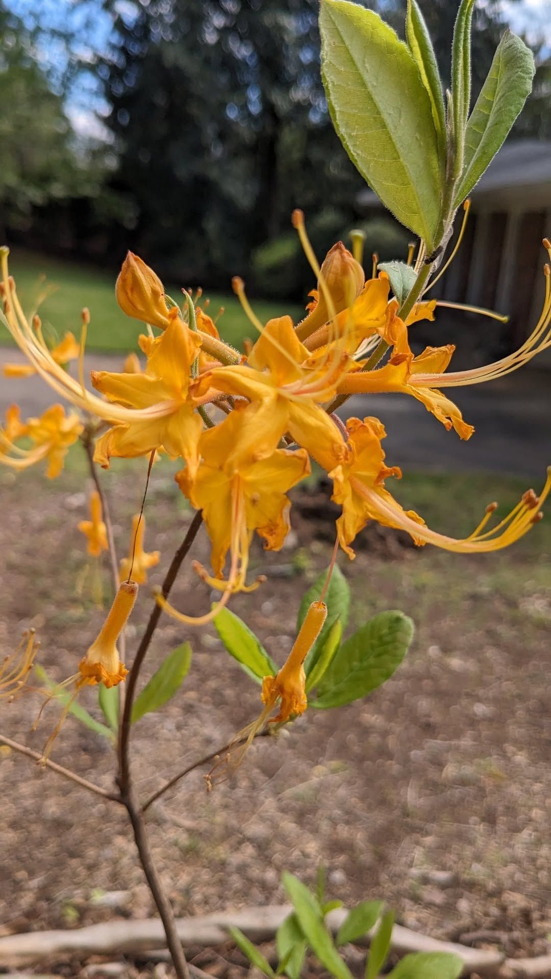 How to Get Started with Native Plants Workshop