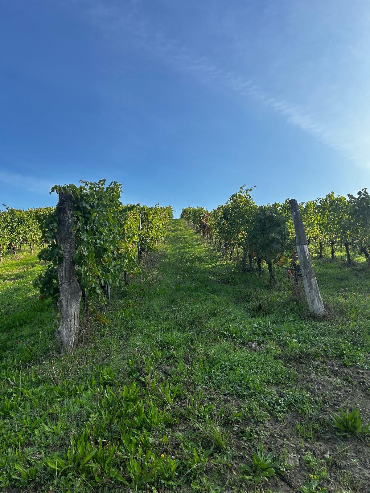 Formaggi dal mondo con Luca Bedotti, a La Bandina Traditional Wines