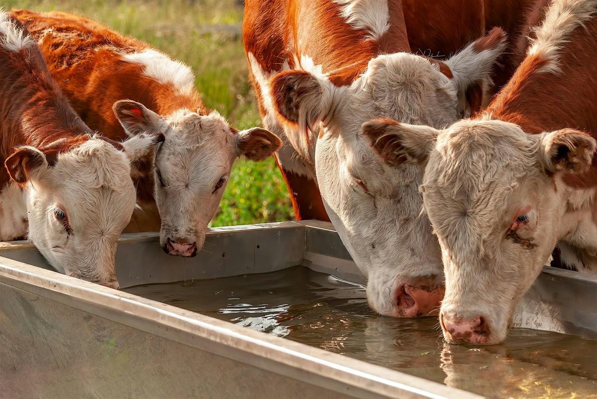 Beat the Heat! Preparing Your Livestock for Summer Stress